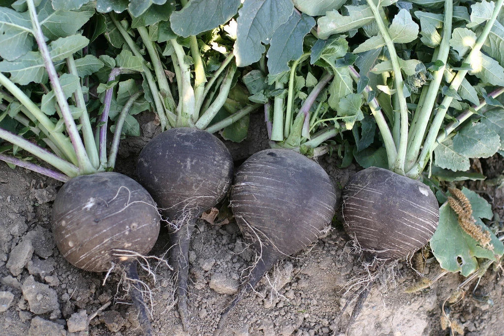 Black Spanish Radish Seeds - 320 Count, Giant 3-4 Inch, Raphanus sativus, Non-GMO, Easy to Grow, Perfect for Salads & Pickling