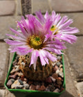 Echinocereus Reichenbachii Lace Hedgehog Cactus Live Rooted Plant – Unique Succulent for Indoor or Outdoor Gardens