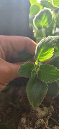 Nautilocalyx Adenosiphon Cuttings - 2 Tropical Terrarium Plants for Indoor Gardening