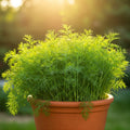 Dill Seeds Pack of 800+ Non-GMO Anethum graveolens Herb for Culinary & Insect Repellent