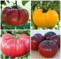 Brandywine Tomato Seeds Mix – Organic, Non-GMO, Heirloom, 30+ Seeds for Gardening, Solanum lycopersicum