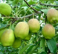 Hosui Sand Pear Seeds - Edible Pyrus pyrifolia Fruit Tree for Garden, Fragrant Asian Korla Rose Pear Seeds Pack