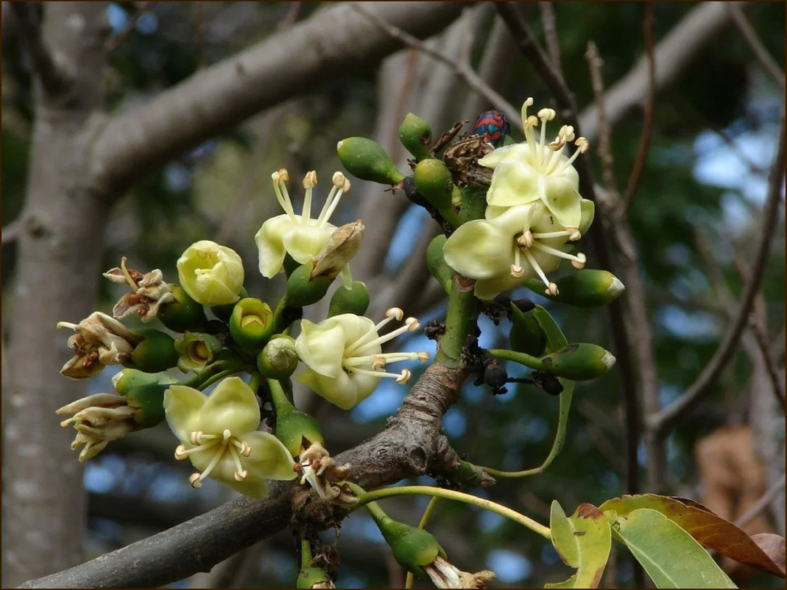 Silk Cotton Tree Seeds - Pre-Stratified 20 Pack - Ceiba pentandra - Tropical Tree for Garden & Landscaping