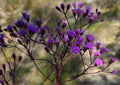 Florida Paintbrush Seeds - 25 Count - Native Wildflower Carphephorus corymbosus for Gardens and Pollinator Attracting