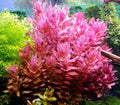 Rotala Macrandra Live Aquarium Plant - Emersed Grown, Freshwater, Tropical, Advanced Aquatic, Lush Green to Red Foliage