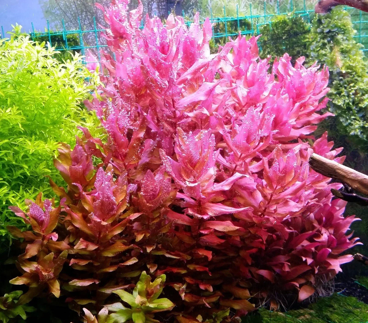 Rotala Macrandra Live Aquarium Plant - Emersed Grown, Freshwater, Tropical, Advanced Aquatic, Lush Green to Red Foliage