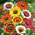 Painted Daisy Seeds - 1000 Count - Multi-Colored Blooms - Bellis perennis Perennial Flower Seeds