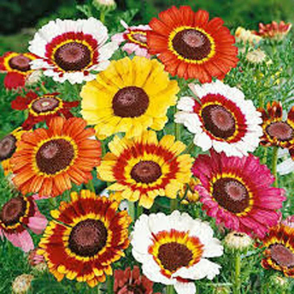 Painted Daisy Seeds - 1000 Count - Multi-Colored Blooms - Bellis perennis Perennial Flower Seeds