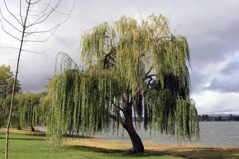 Thin Gold Weeping Willow Cuttings, Pencil Size, Salix babylonica, Gold Foliage, Weeping Tree Propagation, Garden Landscaping