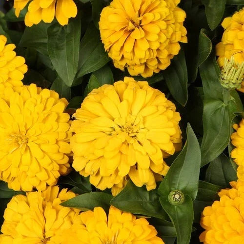 Magellan Yellow Zinnia Seeds - 100+ Pack, Bright Yellow Flowers, Zinnia elegans, Annual Garden Planting, Butterfly Attractant