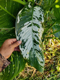 Variated Dieffenbachia Cutting | Rare Dumb Cane Live Plant | Indoor Houseplant | Unique Foliage | Easy Care