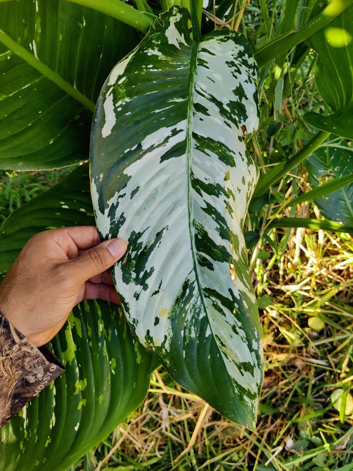 Variated Dieffenbachia Cutting | Rare Dumb Cane Live Plant | Indoor Houseplant | Unique Foliage | Easy Care