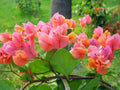 Bougainvillea Starter Plant - Afterglow Variety - Well Rooted Bougainvillea spp. for Gardens & Containers
