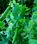 Sugar Snap Pea Seeds - 100+ Heirloom Variety for Home Garden, Climbing Vines, Pisum sativum