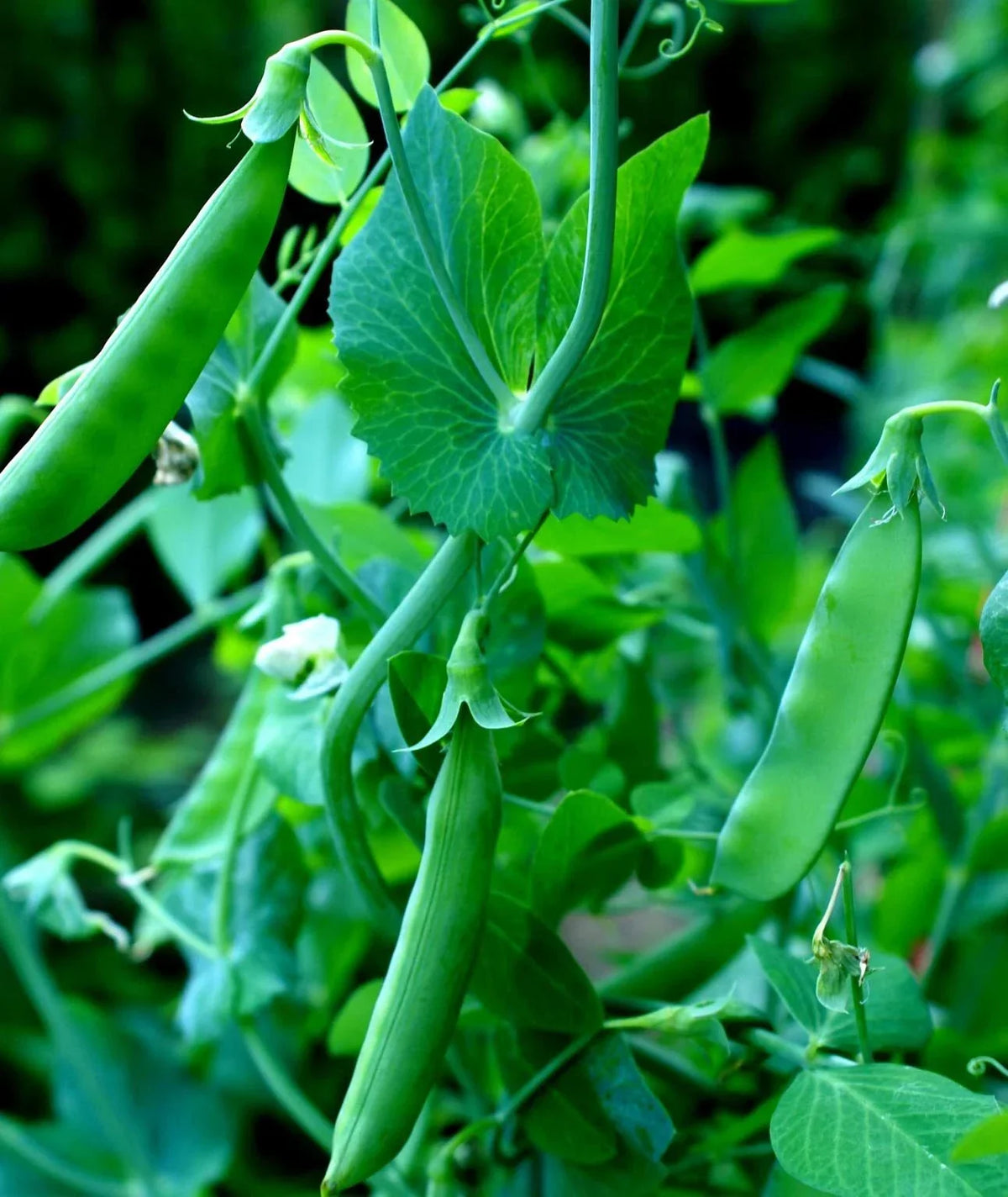 Sugar Snap Pea Seeds - 100+ Heirloom Variety for Home Garden, Climbing Vines, Pisum sativum