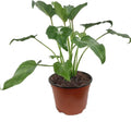 Philodendron Xanadu Live Plant in 6-Inch Pot, Cut Leaf, Indoor Tropical Foliage