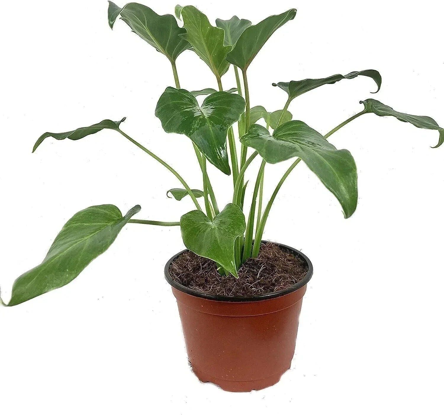 Philodendron Xanadu Live Plant in 6-Inch Pot, Cut Leaf, Indoor Tropical Foliage