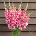 Snapdragon Seeds - 1000+ Costa Rose II Garden Planting - Antirrhinum majus, Vibrant Rose Flowers, Easy to Grow, Attracts Pollinators