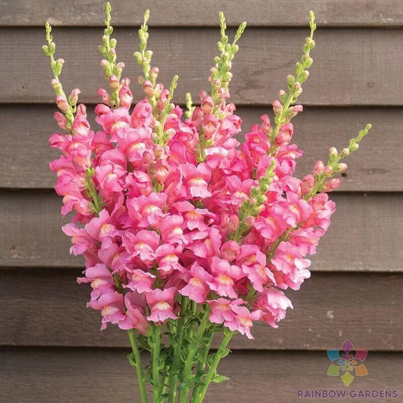 Snapdragon Seeds - 1000+ Costa Rose II Garden Planting - Antirrhinum majus, Vibrant Rose Flowers, Easy to Grow, Attracts Pollinators