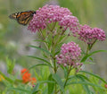 Rose Milkweed Seeds (50) - Asclepias incarnata - Native Pollinator Plant for Gardens & Landscapes