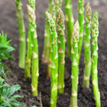 Asparagus Seeds 100+ Count Mary Washington Variety Perennial Vegetable Officinalis for Home Garden