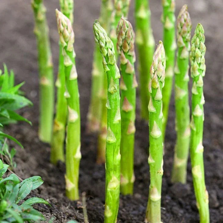 Asparagus Seeds 100+ Count Mary Washington Variety Perennial Vegetable Officinalis for Home Garden