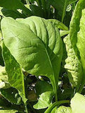 Tendergreen Mustard Seeds Pack | Non-GMO Brassica rapa var. perviridis | Leafy Greens for Salad & Cooking