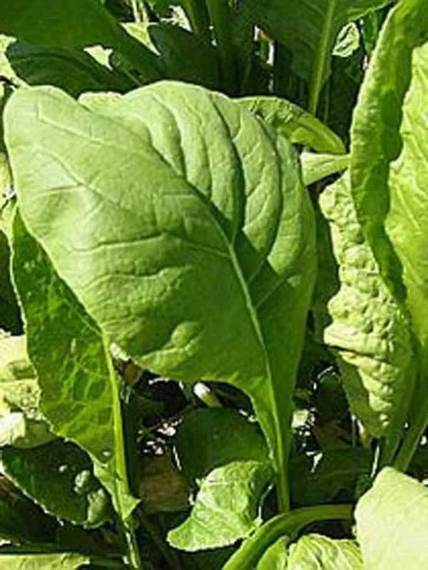 Tendergreen Mustard Seeds Pack | Non-GMO Brassica rapa var. perviridis | Leafy Greens for Salad & Cooking