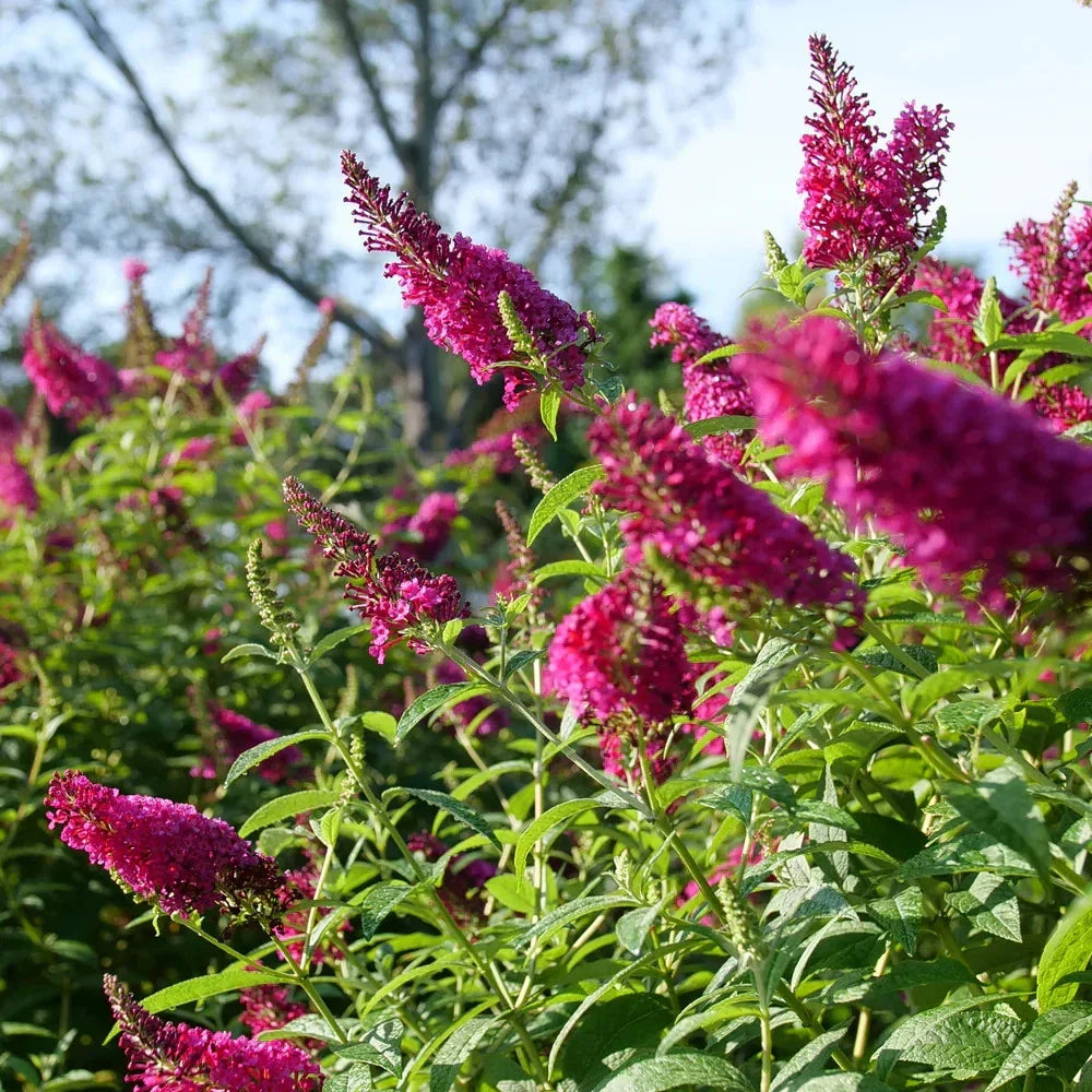 Butterfly Bush Live Rooted Cuttings - Ruby Variety - Pollinator Magnet - Buddleja davidii - 5 Pack