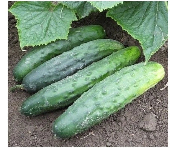 Marketmore 76 Cucumber Seeds – Bush Variety, Disease-Resistant, Slicing Cucumbers, 25-200 Seeds, Cucumis sativus