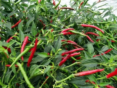 Thai Hot Chili Pepper Seeds - Red, Heirloom, Capsicum annuum, Spicy Asian Cuisine, 15-1000 Seeds