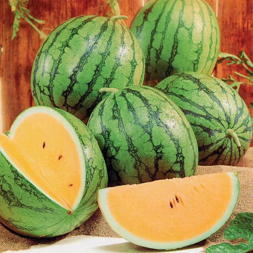 Queen Watermelon Seeds - 50+ Pack, Citrullus lanatus, Sweet Juicy Fruit, Garden Planting, Non-GMO, Full Sun, Vining