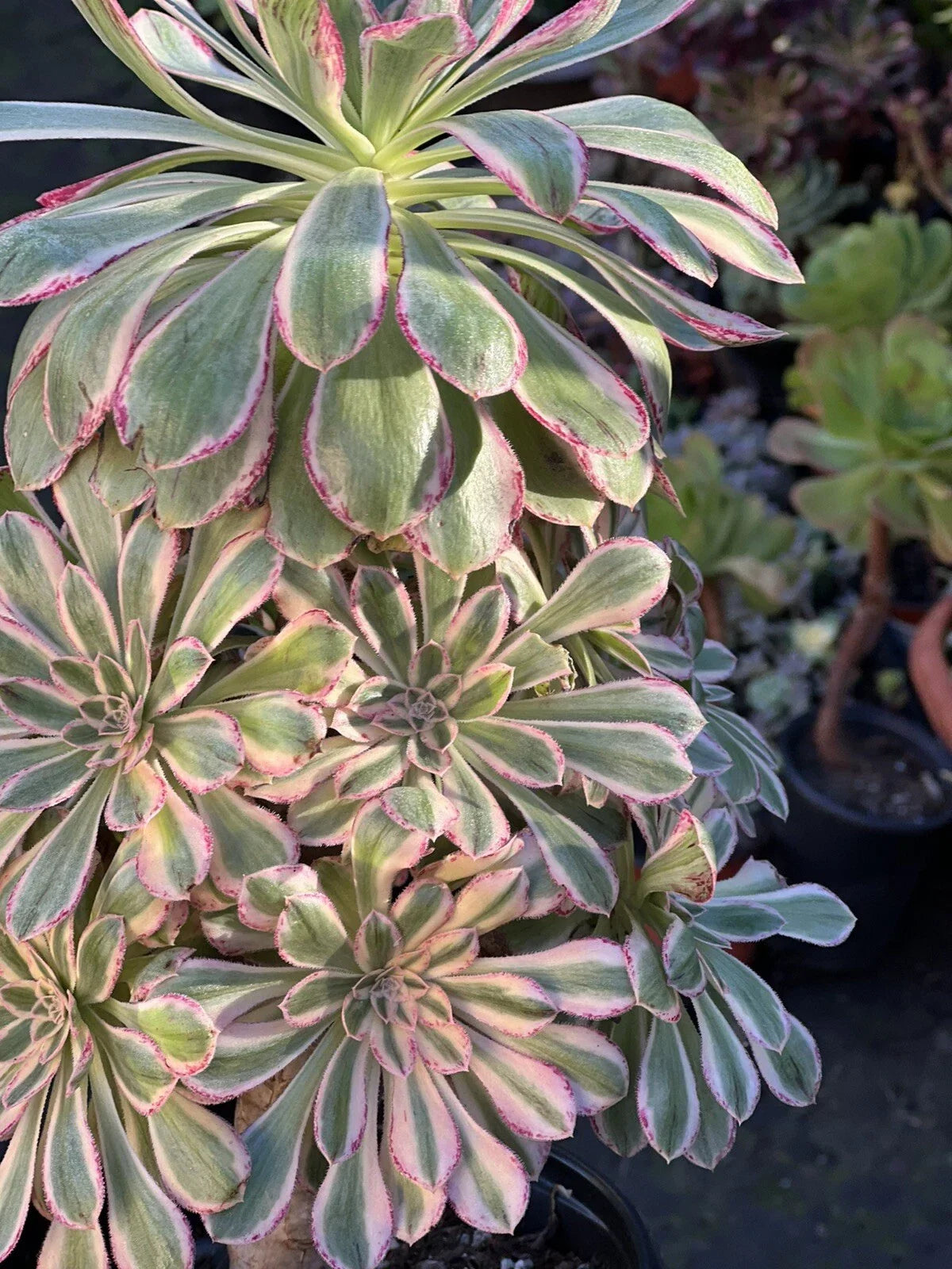 Aeonium Cutting 4-6 Inches Variegated Rubrolineatum V Succulent Plant