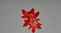 Christmas Cactus Starter Plant - Dragon Fly Schlumbergera Truncata - Indoor Houseplant, Vibrant Blooms, Well-Rooted