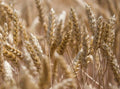 Einkorn Wheat Seeds - Organic Ancient Grain - Triticum monococcum - 300 Seeds for Home Gardening