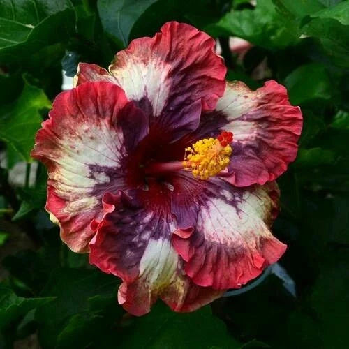 Cream Pink Hibiscus Seeds - Perennial Flower Pack of 20 - Hibiscus rosa-sinensis for Garden, Border, Container Planting
