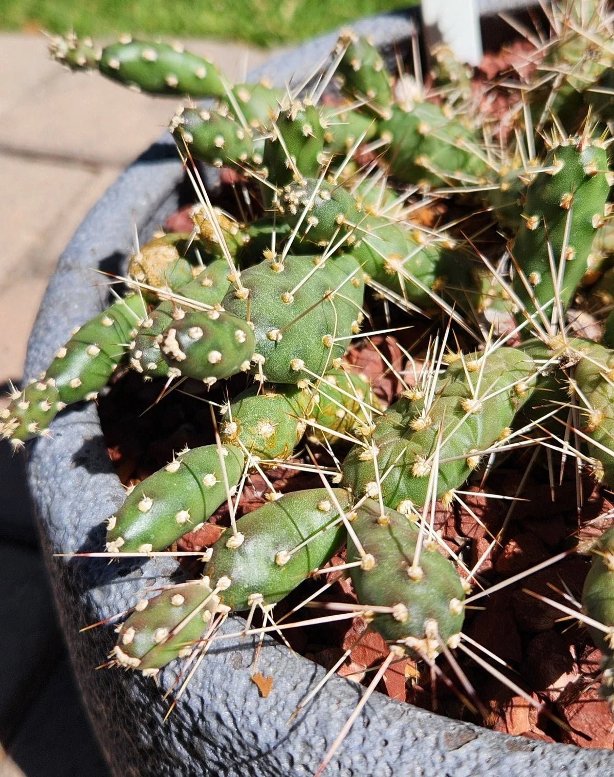 Brittle Prickly Pear Cactus Pad Cuttings (3) - Opuntia Fragilis - Flagstaff Arizona