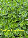 Sedum John Creech Ground Cover Plants – 10 Live Hardy Succulents, Drought Tolerant, Zone 4-8, Spreading Perennials
