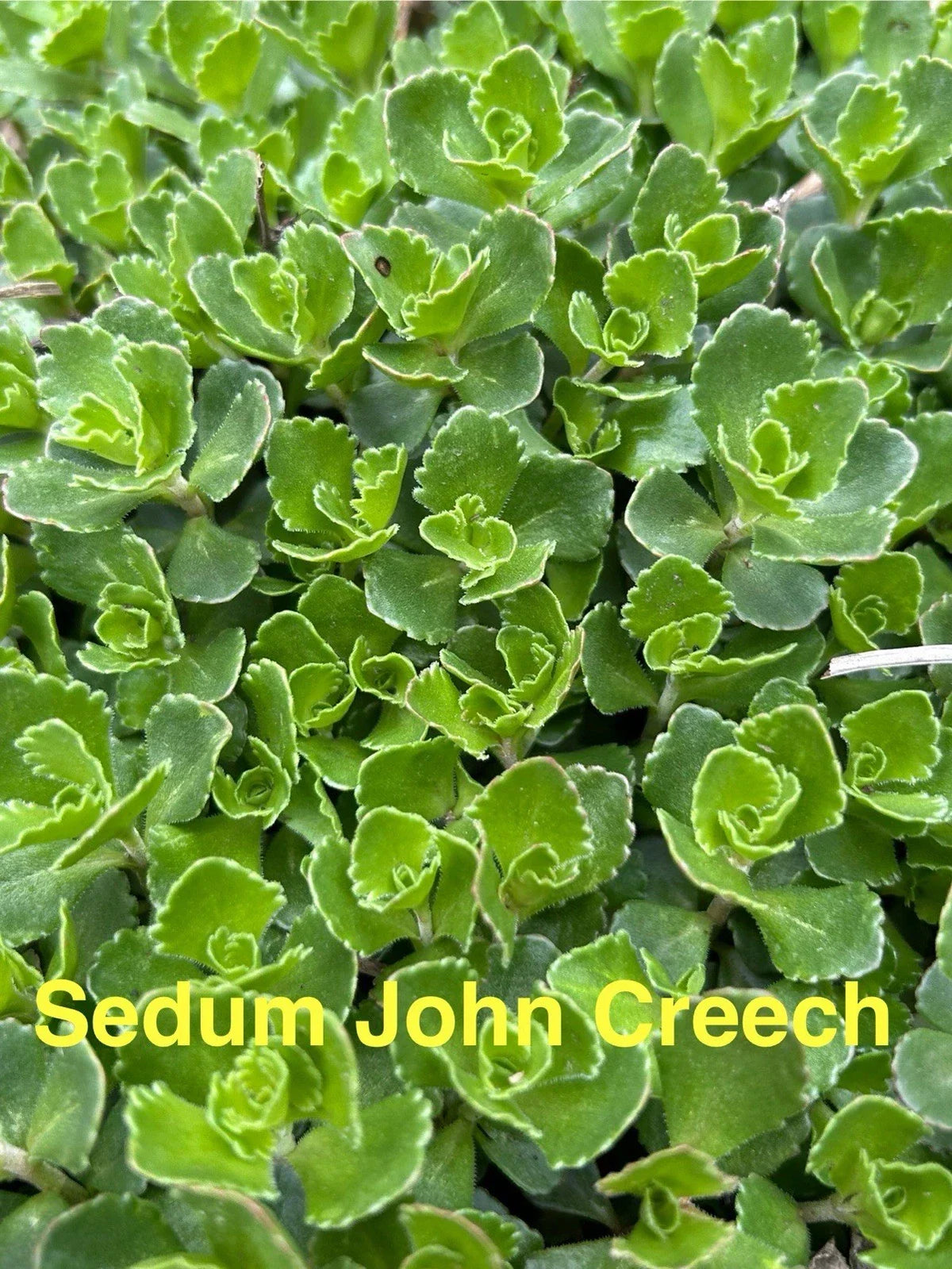 Sedum John Creech Ground Cover Plants – 10 Live Hardy Succulents, Drought Tolerant, Zone 4-8, Spreading Perennials