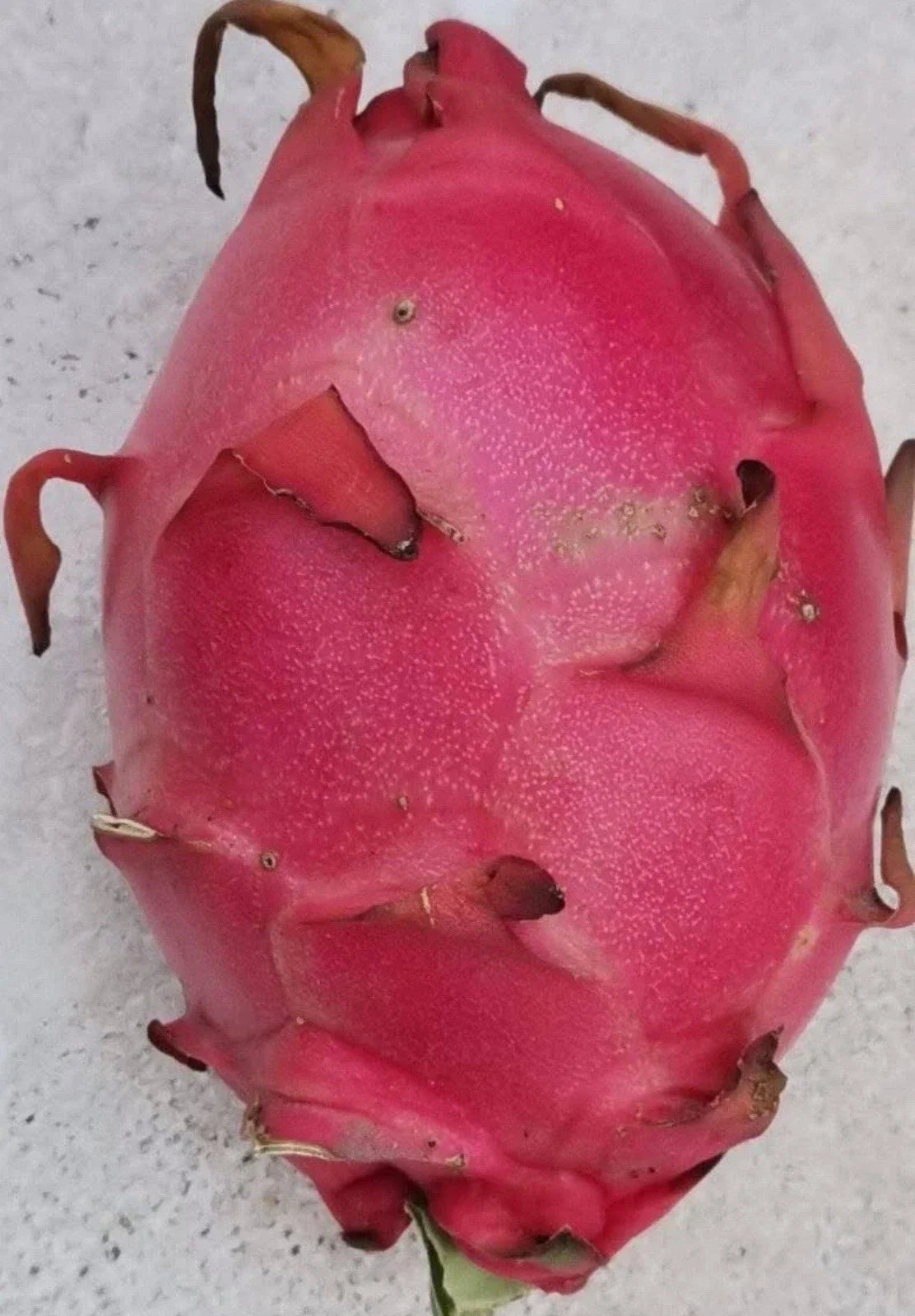Red Dragon Fruit Cutting 8-12in Self-Pollinating Hylocereus undatus for Home Garden