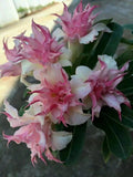 Double White Pink Clematis Seeds - Climbing Perennial Flower, Clematis x jackmanii, Garden Vine, 25 Seeds