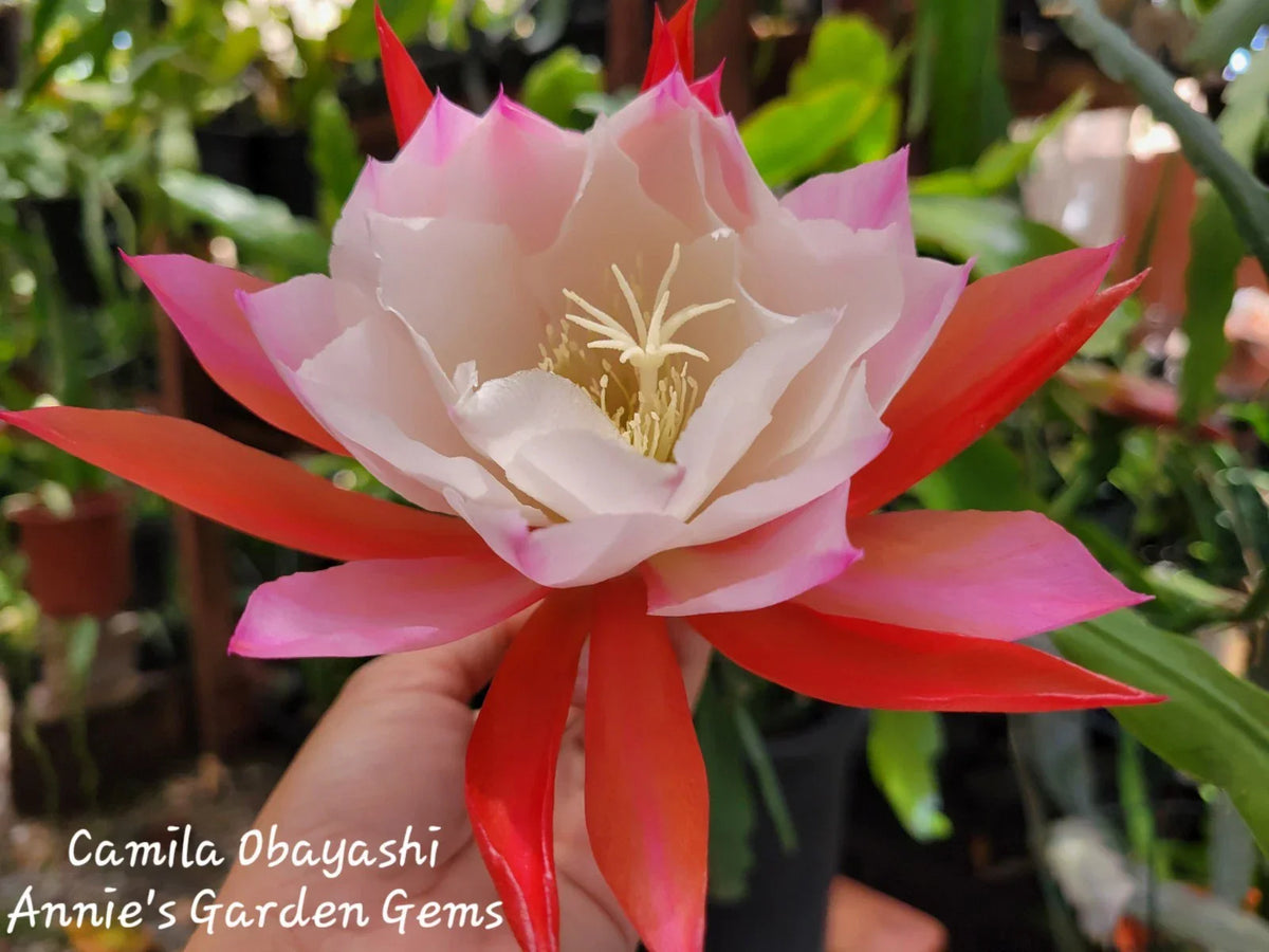 Epiphyllum Camila Obayashi Orchid Cactus 4 Inch Pot - Indoor Flowering Houseplant