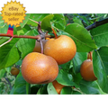 Dwarf Asian Pear Tree Bare Root Pyrus pyrifolia Edible Fruit Tree for Small Gardens, Low Maintenance