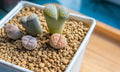 Lithops Living Stones Seeds - 25 Mixed Succulent Plant Seeds for Indoor & Outdoor Gardens, Lithops spp.