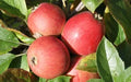 Porter's Perfection Apple Seeds - 25+ Pack for Gardening, Malus domestica, Non-GMO, USA