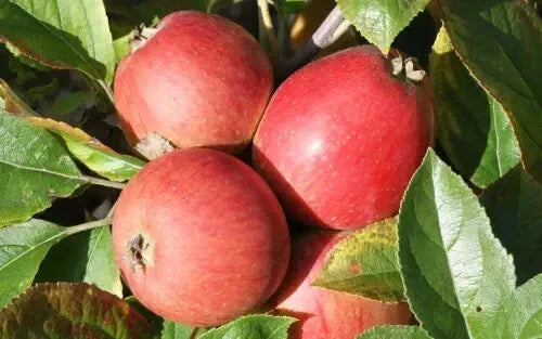 Porter's Perfection Apple Seeds - 25+ Pack for Gardening, Malus domestica, Non-GMO, USA