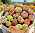 Lithops Succulent Bare Root | Rare Living Stones Cluster | Mesembryanthemum crystallinum Indoor Decor