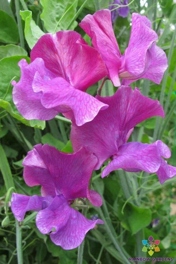 Sweet Pea Seeds Pack - Lathyrus odoratus Heirloom Garden Seeds for Climbing Vines, Fragrant Flowers, 50+ Seeds, USA Free Shipping