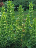 Bells of Ireland Seeds - 35 Pack - Green Flowering Annual for Garden Borders & Cut Flowers - Moluccella laevis