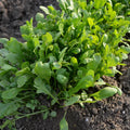 Curled Cress Seeds 1000+ Count Non-GMO Heirloom Lepidium sativum for Indoor and Outdoor Gardening